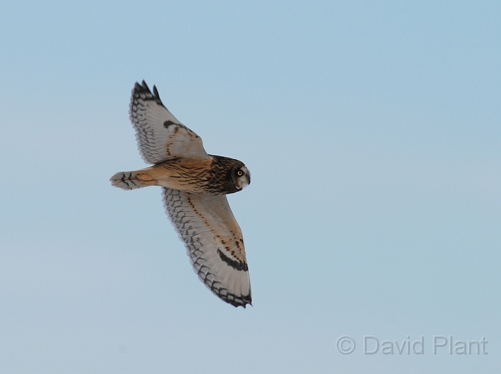 Short-eared owl - R.JPG - Short-eared owl - Gloucestershire